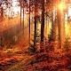 Relax Forest Sounds - Nature Sound for sleep Unduh di Windows