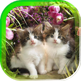 Flowers Cats live wallpaper icon