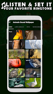 Animal Sounds And Wallpaper