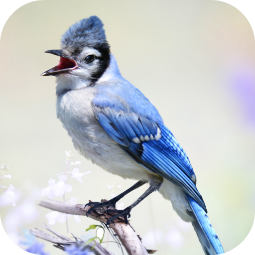 Blue Jay Sounds logo