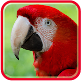 Parrots  HD Wallpapers icon