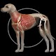 Dog Anatomy: Canine 3D विंडोज़ पर डाउनलोड करें