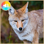 Cover Image of Download Coyote Call Sounds 1.1.1 APK