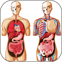 3D Анатомия человека. Тело и ф