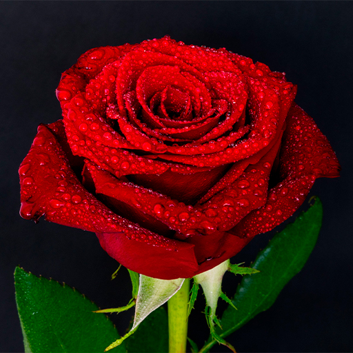 Rose HD Wallpapers Install on Windows