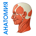 Cover Image of Télécharger Anatomie humaine normale  APK