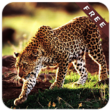 Cheetah Games icon