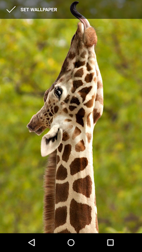 Majestic Giraffe Wallpapers Screen 2