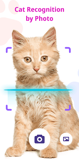 Android application Cat Recognition by Photo screenshort