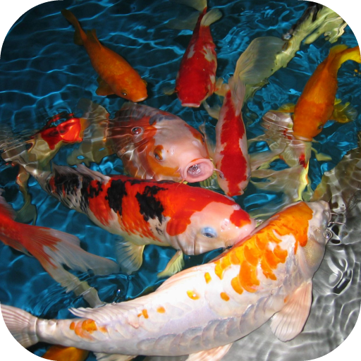 Koi Live Wallpaper Google Play 應用程式