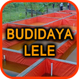 Budidaya Ikan Lele Terpal icon
