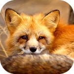 Cover Image of Download Baby Fox Wallpaper 1.1 APK