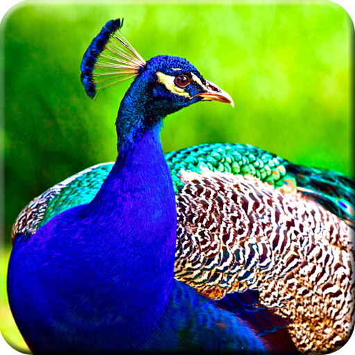 Peacock -Wallpapers,puzzle logo