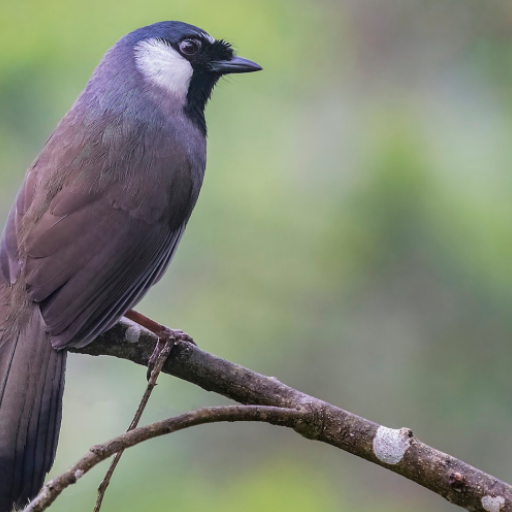 Black-throated Laughingthrush logo