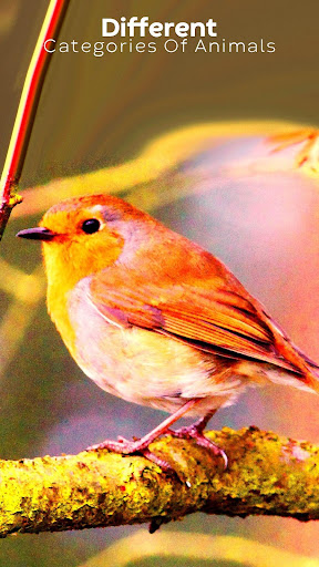 All Real Animal Sound And Name