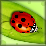 Ladybugs Live Wallpaper icon