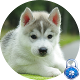 Siberian Husky Lock Screen icon