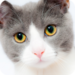 Cover Image of Herunterladen Cat Photo Download  APK