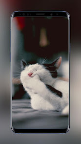 Cats Wallpapers HD Amazing Bea 1.1.0 APK + Mod (Unlimited money) إلى عن على ذكري المظهر