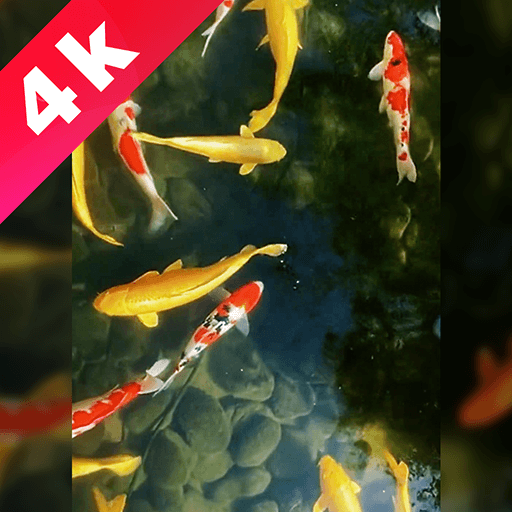 Wallpapers-video wallpaper Descarga en Windows