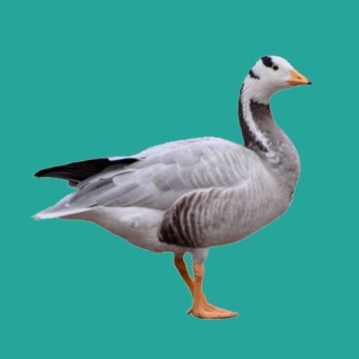 Progressive Goose Decoy logo