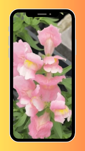 Flower Antirrhinum Wallpaper