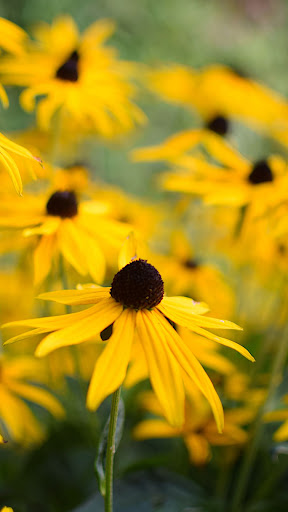 Rudbeckia Wallpaper