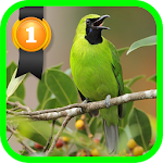Cover Image of Download Greater Green Leafbird  APK