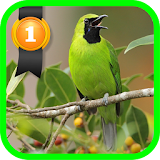 Greater Green Leafbird icon