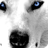 Wolf Eyes Live Wallpaper icon