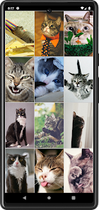 Imágen 8 Fondos de Gatos Graciosos android