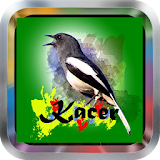 Master Kacer|Mp3 Kicau Burung icon