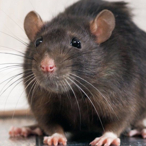 Mouse and Rat sounds logo