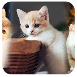 Lovely Cats 91 Launcher Theme icon