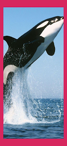 Orca Whale Wallpaper Live HD