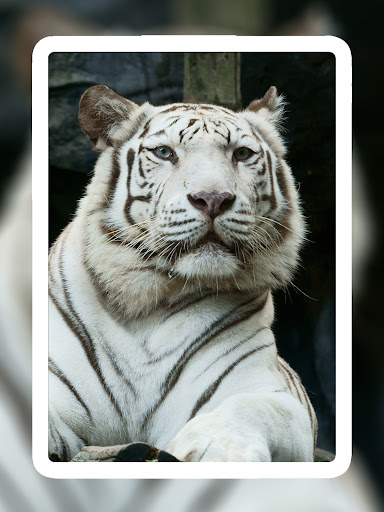 Screenshot of Lion Wallpapers HD - EpicWalls