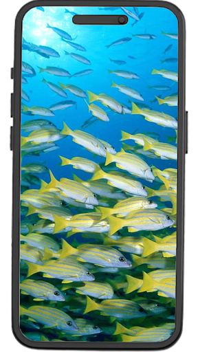 Fish Wallpapers Screen 3