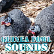 Guinea Fowl Sounds Ringtone Collection