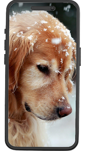 Golden Retriever Wallpapers Screen 2
