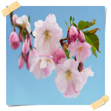 New Cherry Blossom Onet Game icon