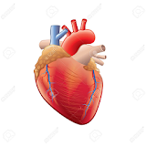Anatomie du Coeur icon