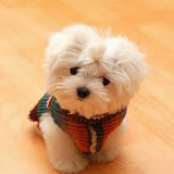 Cute Puppy Wallpapers icon