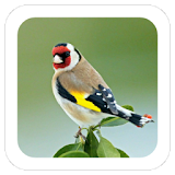 Kicau Goldfinch icon