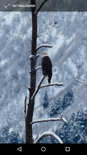 Bold Eagle Wallpapers Screen 3