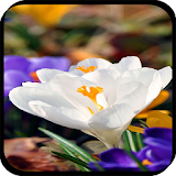 HD Spring Wallpapers icon
