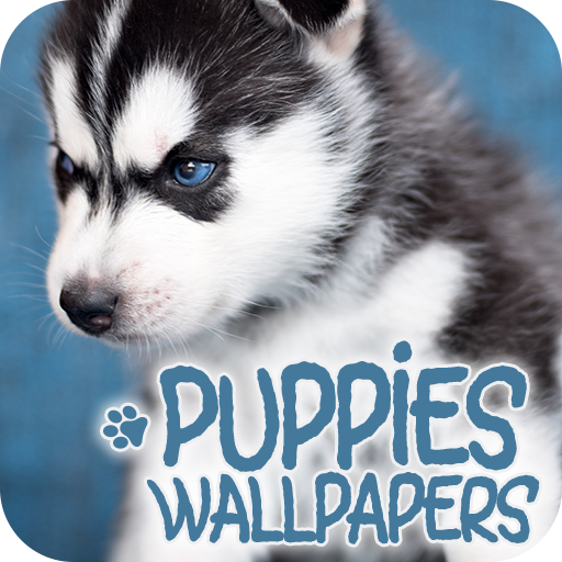 Puppies Wallpapers in 4K  Icon
