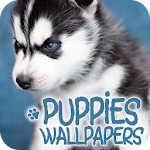 Cover Image of Download Puppies Wallpapers in 4K  APK
