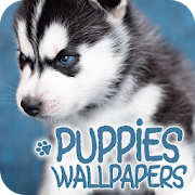 Wallpapers with puppies