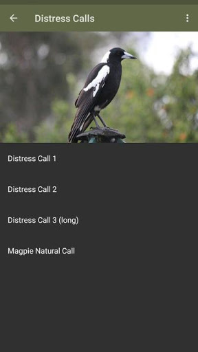 Magpie Hunting Calls