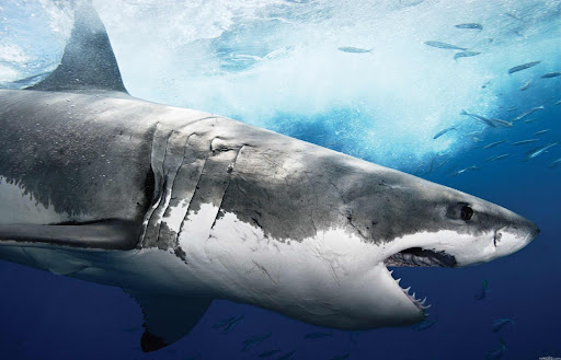 Shark Wallpapers Screen 2